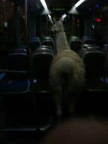 Serge le lama dans le tram